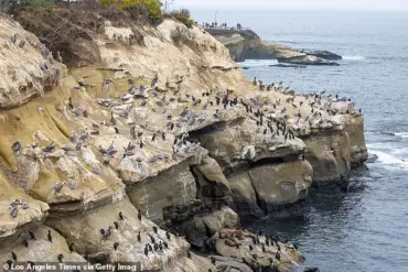 La Jolla Cove's Desertion: Unraveling Nature's Unintended Consequences