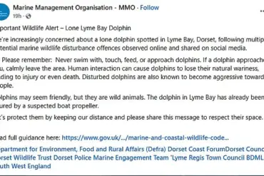Dancing Dolphin Reggie Warned to Become Aggressive After Viral Swim with Swimmers