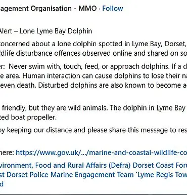 Dancing Dolphin Reggie Warned to Become Aggressive After Viral Swim with Swimmers