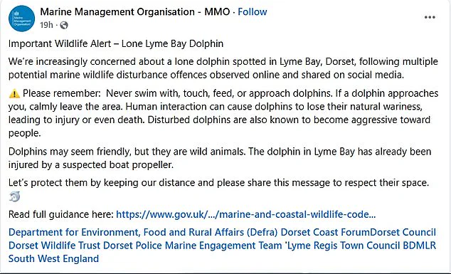Dancing Dolphin Reggie Warned to Become Aggressive After Viral Swim with Swimmers