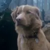 Divides Audiences: New Horror Film 'Good Boy' Told from a Dog's Perspective Sparks Debate