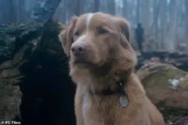 Divides Audiences: New Horror Film 'Good Boy' Told from a Dog's Perspective Sparks Debate