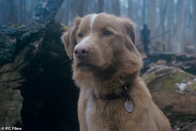 Divides Audiences: New Horror Film 'Good Boy' Told from a Dog's Perspective Sparks Debate
