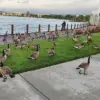 Foster City's War on Geese: Residents Battle 300 Pounds of Feces Daily as Population Surpasses 400