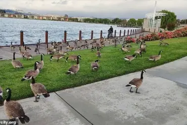 Foster City's War on Geese: Residents Battle 300 Pounds of Feces Daily as Population Surpasses 400