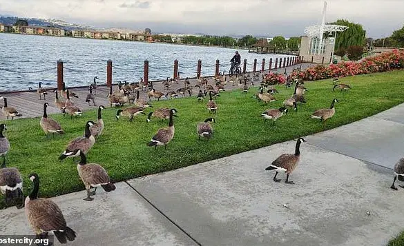 Foster City's War on Geese: Residents Battle 300 Pounds of Feces Daily as Population Surpasses 400