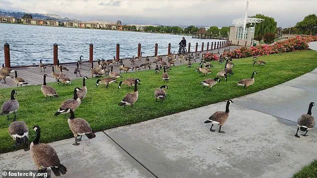 Foster City's War on Geese: Residents Battle 300 Pounds of Feces Daily as Population Surpasses 400
