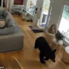 Viral Footage Captures Unlikely Encounter Between Black Bear and Pomeranian in Vancouver Home