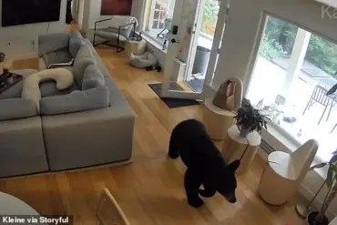 Viral Footage Captures Unlikely Encounter Between Black Bear and Pomeranian in Vancouver Home