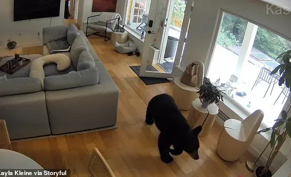 Viral Footage Captures Unlikely Encounter Between Black Bear and Pomeranian in Vancouver Home