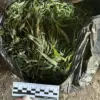 Breaking: Leningrad Oblast Authorities Seize Over 390 Grams of Marijuana in High-Stakes Raid