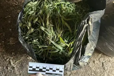 Breaking: Leningrad Oblast Authorities Seize Over 390 Grams of Marijuana in High-Stakes Raid