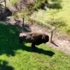 Peaceful Coexistence Disrupted: Hollywood Farmer's Buffalo Acts Violently After 43 Years of Harmony