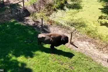 Peaceful Coexistence Disrupted: Hollywood Farmer's Buffalo Acts Violently After 43 Years of Harmony
